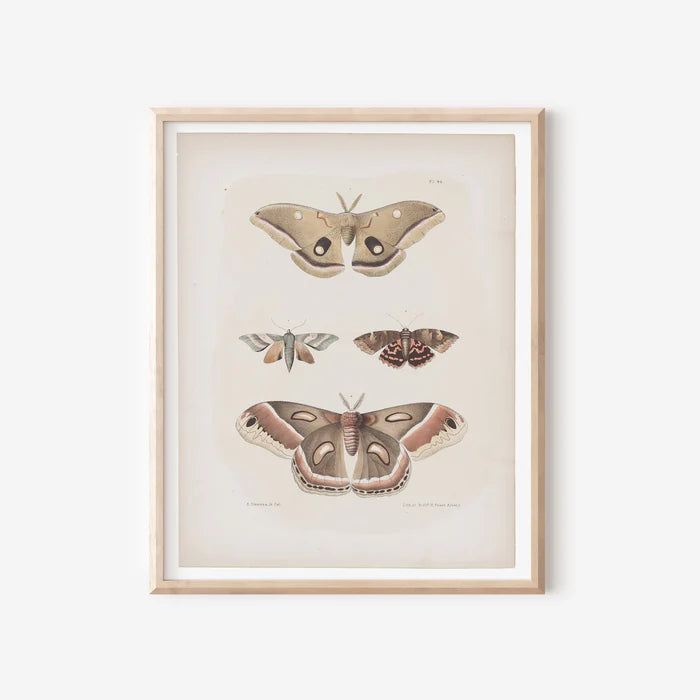 ANTIQUE MOTH ILLUSTRATION